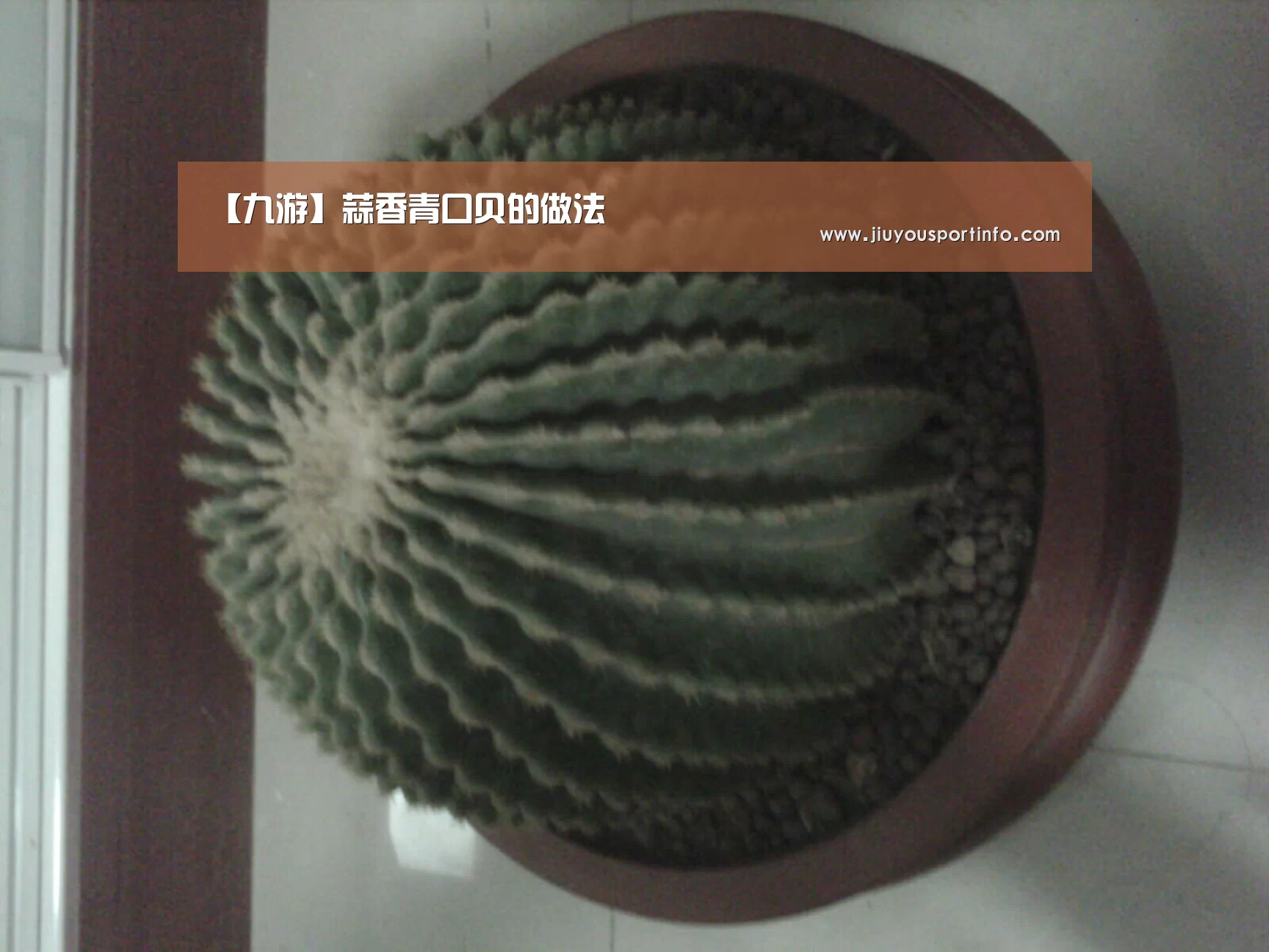 【九游】蒜香青口贝的做法(图3) 【九游】蒜香青口贝的做法(图3)